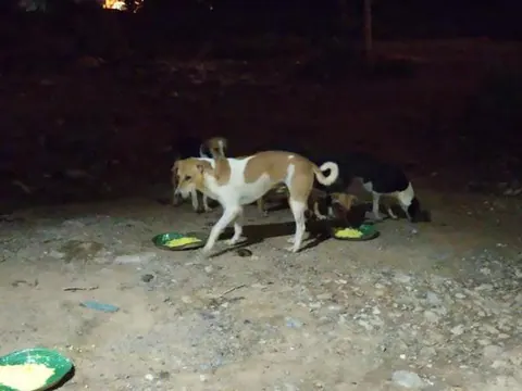 Feeding of stray dogs