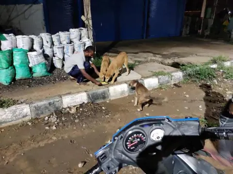 Feeding of stray dogs
